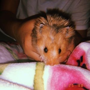 Meet your Posher, Connie